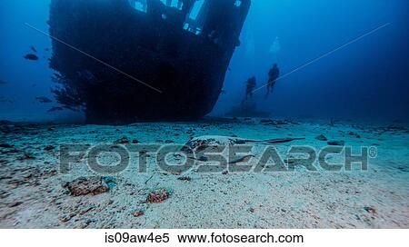 Southern stingray partially buried in the sand under shipwreck, Cancun, Mexico View Large Photo Image Stock Photography - Southern stingray partially buried in the sand under shipwreck, Cancun, Mexico. Fotosearch
