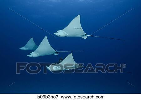 Spotted eagle rays (aetobatus narinari), underwater view, Cancun, Mexico View Large Photo Image Stock Photo - Spotted eagle rays (aetobatus narinari), underwater view, Cancun, Mexico. Fotosearch