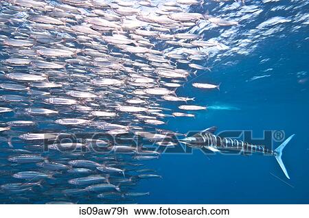 Striped Marlin (Kajikia Audax) launches forward at shoal of sardines View Large Photo Image Stock Image - Striped Marlin (Kajikia Audax) launches forward at shoal of sardines. Fotosearch