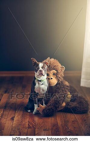 Stuffed monkey toy hugging Boston Terrier dog View Large Photo Image Stock Image - Stuffed monkey toy hugging Boston Terrier dog. Fotosearch