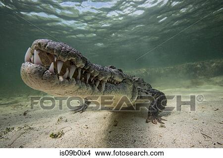 Territorial American croc (Crocodylus acutus) on seabed, Chinchorro Banks, Mexico View Large Photo Image Picture - Territorial American croc (Crocodylus acutus) on seabed, Chinchorro Banks, Mexico. Fotosearch