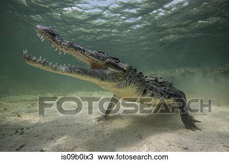 Stock Image - Territorial American croc (Crocodylus acutus) on seabed, Chinchorro Banks, Mexico. Fotosearch