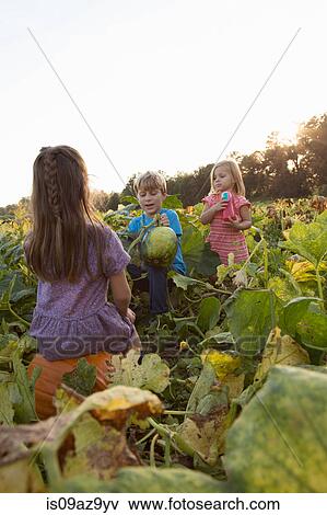 Three young children in pumpkin patch, choosing pumpkins View Large Photo Image Stock Photo - Three young children in pumpkin patch, choosing pumpkins. Fotosearch