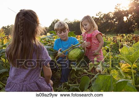 Stock Photo - Three young children in pumpkin patch, choosing pumpkins. Fotosearch