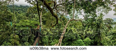 Treetop trekking, Ban Nongluang National Park, Champassak province, Paksong, Laos View Large Photo Image Stock Image - Treetop trekking, Ban Nongluang National Park, Champassak province, Paksong, Laos. Fotosearch