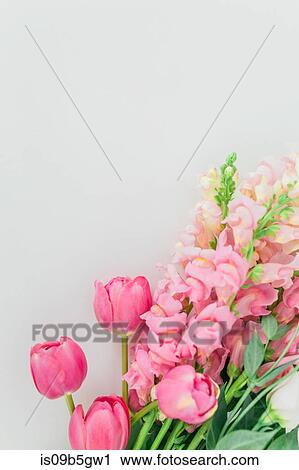 Tulips and Snap Dragon View Large Photo Image Stock Image - Tulips and Snap Dragon. Fotosearch