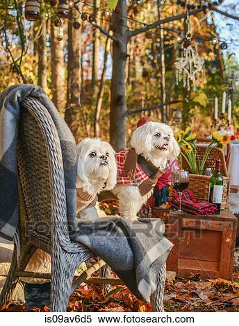 Two dogs on chair in woods View Large Photo Image Stock Photography - Two dogs on chair in woods. Fotosearch