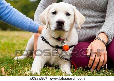 Two young women sitting with dog in park, mid section View Large Photo Image Stock Photo - Two young women sitting with dog in park, mid section. Fotosearch
