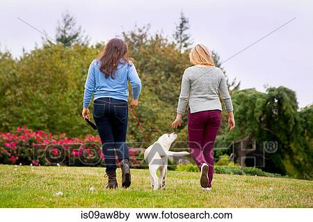 Two young women walking dog in park, rear view View Large Photo Image Stock Photo - Two young women walking dog in park, rear view. Fotosearch