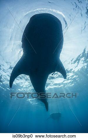 Underside view of whale shark (rhyncodon typus) feeding on the water surface, Isla Mujeres, Mexico View Large Photo Image Stock Image - Underside view of whale shark (rhyncodon typus) feeding on the water surface, Isla Mujeres, Mexico. Fotosearch