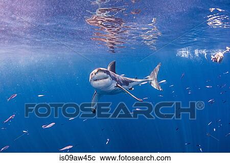 Stock Image - Underwater front view of great white shark looking at camera. Fotosearch
