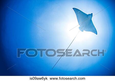 Underwater low angle view of manta ray, Cancun, Mexico View Large Photo Image Stock Image - Underwater low angle view of manta ray, Cancun, Mexico. Fotosearch