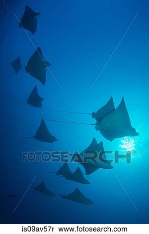 Underwater low angle view of school of spotted eagle rays (Aetobatus narinari), Cancun, Mexico View Large Photo Image Stock Photography - Underwater low angle view of school of spotted eagle rays (Aetobatus narinari), Cancun, Mexico. Fotosearch