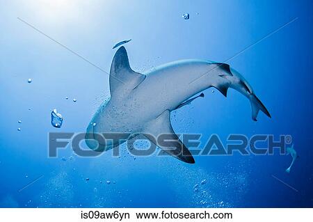 Underwater low angle view of shark, Playa del Carmen, Mexico View Large Photo Image Picture - Underwater low angle view of shark, Playa del Carmen, Mexico. Fotosearch