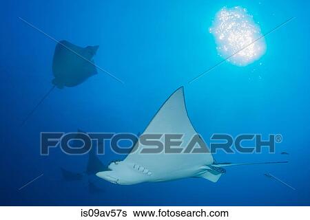Stock Photograph - Underwater low angle view of spotted eagle ray (Aetobatus narinari), Cancun, Mexico. Fotosearch