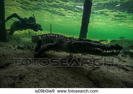 Underwater photographer chasing american croc (Crocodylus acutus) on seabed at Chinchorro Banks, Mexico View Large Photo Image Stock Photo - Underwater photographer chasing american croc (Crocodylus acutus) on seabed at Chinchorro Banks, Mexico. Fotosearch