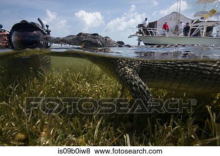 Stock Photo - Underwater photographer near a resting american croc (Crocodylus acutus) at Chinchorro Banks, Mexico. Fotosearch