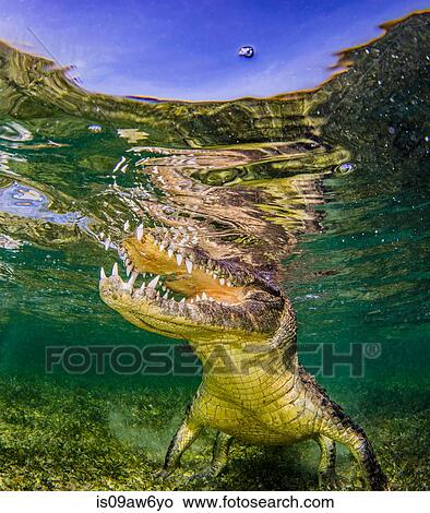 Underwater portrait of crocodile on reef, Chinchorro Banks, Mexico View Large Photo Image Picture - Underwater portrait of crocodile on reef, Chinchorro Banks, Mexico. Fotosearch