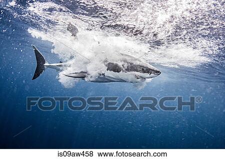 Stock Photo - Underwater side view of great white shark splashing in ocean. Fotosearch