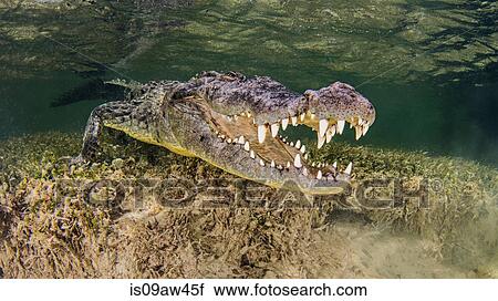 Underwater view American crocodile on seabed, mouth open View Large Photo Image Stock Image - Underwater view American crocodile on seabed, mouth open. Fotosearch