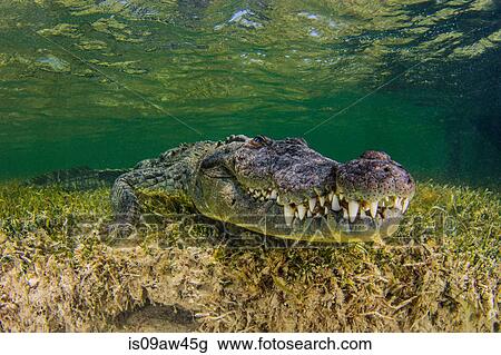 Underwater view American crocodile on seabed View Large Photo Image Stock Image - Underwater view American crocodile on seabed. Fotosearch