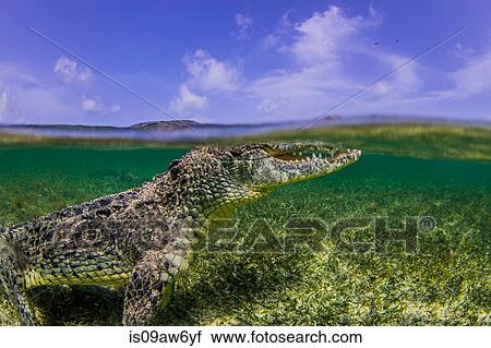 Stock Image - Underwater view of crocodile at sea surface, Chinchorro Banks, Mexico. Fotosearch