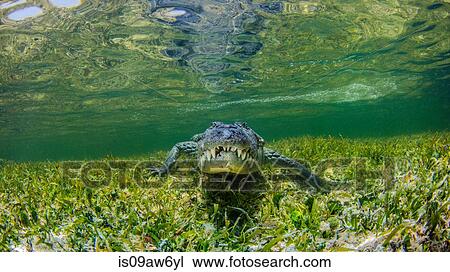 Underwater view of crocodile on reef, Chinchorro Banks, Mexico View Large Photo Image Stock Image - Underwater view of crocodile on reef, Chinchorro Banks, Mexico. Fotosearch