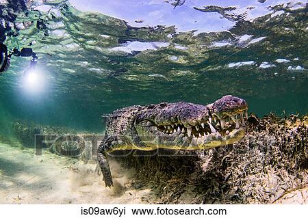 Underwater view of crocodile on seabed, Chinchorro Banks, Mexico View Large Photo Image Stock Image - Underwater view of crocodile on seabed, Chinchorro Banks, Mexico. Fotosearch