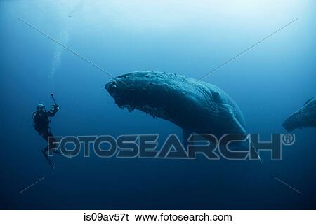 Underwater view of diver photographing humpback whale, Revillagigedo Islands, Colima, Mexico. 100ft under surface View Large Photo Image Stock Photograph - Underwater view of diver photographing humpback whale, Revillagigedo Islands, Colima, Mexico. 100ft under surface. Fotosearch