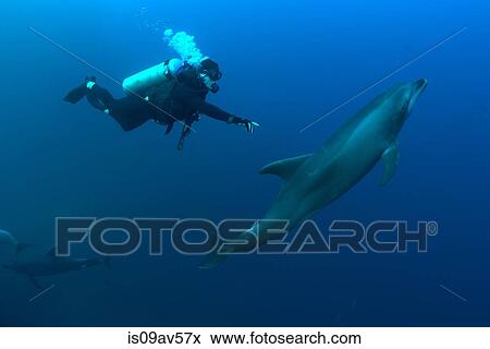 Underwater view of diver reaching for bottlenose dolphin, Revillagigedo Islands, Colima, Mexico View Large Photo Image Stock Photo - Underwater view of diver reaching for bottlenose dolphin, Revillagigedo Islands, Colima, Mexico. Fotosearch
