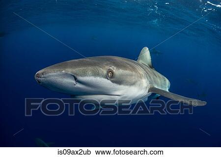 Underwater view of galapagos shark (carcharhinus galapagensis) looking at camera, Socorro, Revillagigedo, Colima, Mexico View Large Photo Image Stock Image - Underwater view of galapagos shark (carcharhinus galapagensis) looking at camera, Socorro, Revillagigedo, Colima, Mexico. Fotosearch