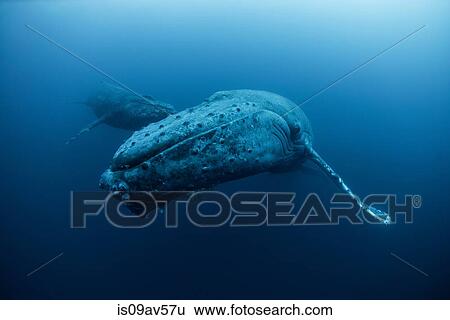 Underwater view of humpback whale, Revillagigedo Islands, Colima, Mexico View Large Photo Image Stock Photograph - Underwater view of humpback whale, Revillagigedo Islands, Colima, Mexico. Fotosearch