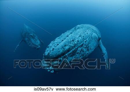 Stock Photo - Underwater view of humpback whales, Revillagigedo Islands, Colima, Mexico. Fotosearch