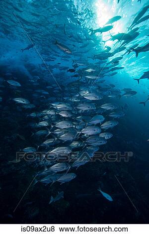 Underwater view of shoal of horse-eye jack (caranx latus) Roca partida, Revillagigedo, Colima, Mexico View Large Photo Image Stock Photo - Underwater view of shoal of horse-eye jack (caranx latus) Roca partida, Revillagigedo, Colima, Mexico. Fotosearch