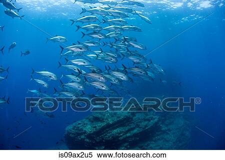 Underwater view of shoal of horse-eye jack (caranx latus) swimming above rocky formation, San Benedicto, Revillagigedo, Colima, Mexico View Large Photo Image Stock Photography - Underwater view of shoal of horse-eye jack (caranx latus) swimming above rocky formation, San Benedicto, Revillagigedo, Colima, Mexico. Fotosearch