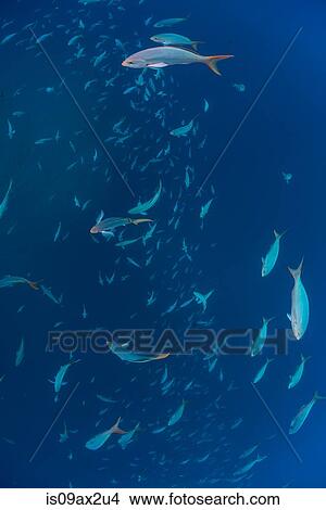 Picture - Underwater view of shoal of pacific creolefish (paranthias colonus) San Benedicto, Revillagigedo, Colima, Mexico. Fotosearch