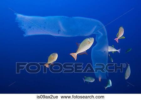 Underwater view of siphonophora being attacked by triggerfish, Roca partida, revillagigedo, colima, mexico View Large Photo Image Stock Image - Underwater view of siphonophora being attacked by triggerfish, Roca partida, revillagigedo, colima, mexico. Fotosearch