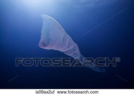 Stock Image - Underwater view of siphonophora, Roca partida, revillagigedo, colima, mexico. Fotosearch