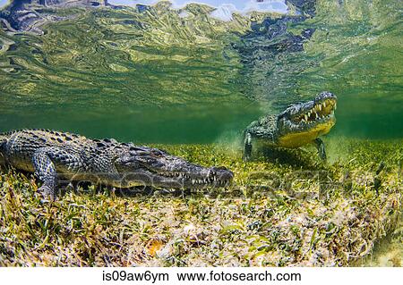 Underwater view of two crocodiles on reef, Chinchorro Banks, Mexico View Large Photo Image Picture - Underwater view of two crocodiles on reef, Chinchorro Banks, Mexico. Fotosearch