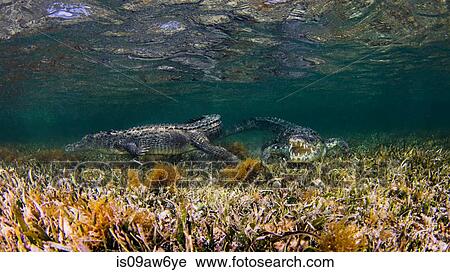 Stock Image - Underwater view of two crocodiles on reef, Chinchorro Banks, Mexico. Fotosearch