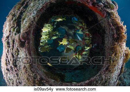 Stock Photo - Underwater view through artificial reef of colourful fish, Cozumel Island, Mexico. Fotosearch