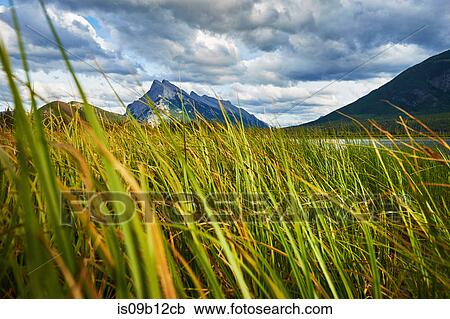 View of mount Rundle beyond long grass, Banff National Park, Alberta, Canada View Large Photo Image Stock Image - View of mount Rundle beyond long grass, Banff National Park, Alberta, Canada. Fotosearch