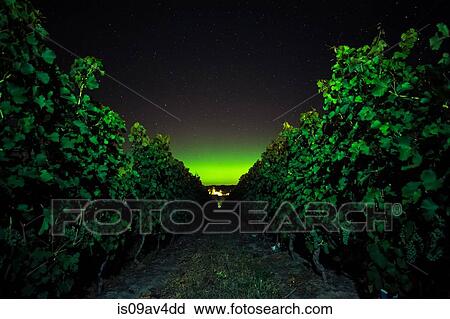 Vineyard at night, Naramata Bench, British Columbia, Canada View Large Photo Image Stock Image - Vineyard at night, Naramata Bench, British Columbia, Canada. Fotosearch