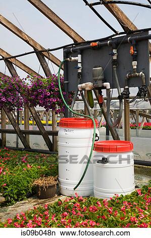 Watering equipment in commercial greenhouse with purple Petunias in hanging baskets and pink flowering Begonia plants in containers View Large Photo Image Picture - Watering equipment in commercial greenhouse with purple Petunias in hanging baskets and pink flowering Begonia plants in containers. Fotosearch