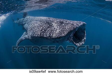 Whale shark near Isla Mujeres, Mexico View Large Photo Image Stock Image - Whale shark near Isla Mujeres, Mexico. Fotosearch