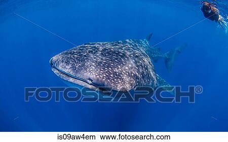 Picture - Whale sharks near Isla Mujeres, Mexico. Fotosearch