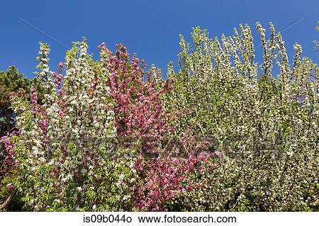 White and pink flowering Malus 'Maypole' - Apple trees in spring View Large Photo Image Picture - White and pink flowering Malus 'Maypole' - Apple trees in spring. Fotosearch