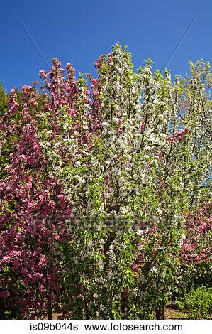 White and pink flowering Malus 'Maypole' - Apple trees in spring View Large Photo Image Stock Photograph - White and pink flowering Malus 'Maypole' - Apple trees in spring. Fotosearch