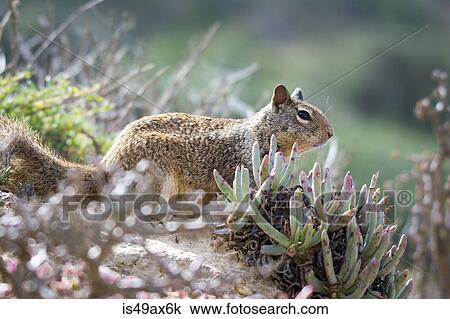 Stock Image - Wild squirrel amongst shrubs, California, USA. Fotosearch