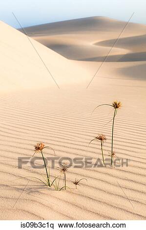 Wildflowers in dune landscape, Taiba, Ceara, Brazil View Large Photo Image Stock Photography - Wildflowers in dune landscape, Taiba, Ceara, Brazil. Fotosearch